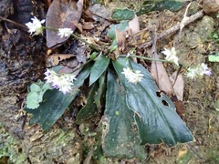 Hedyotis shiuyingiae