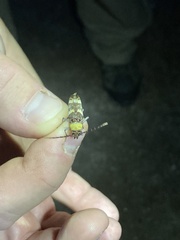 Megacyllene antennata