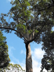 Eucalyptus jacksonii
