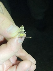 Megacyllene antennata