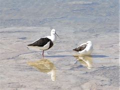 Cladorhynchus leucocephalus