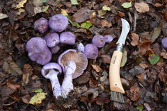 Cortinarius contulmensis