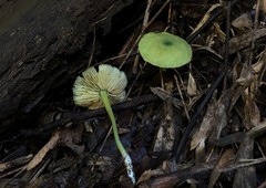 Entoloma necopinatum