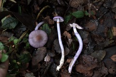 Cortinarius magellanicus