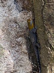 Gonatodes albogularis fuscus