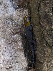 Gonatodes albogularis fuscus