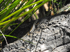 Ctenotus labillardieri