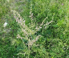 Salvia hierosolymitana