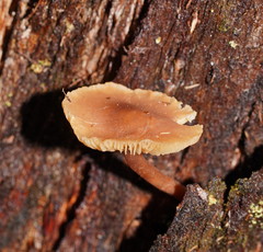 Collybia eucalyptorum