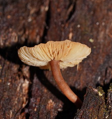 Collybia eucalyptorum