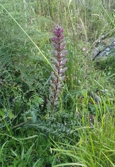 Acanthus syriacus