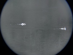 Podiceps occipitalis occipitalis