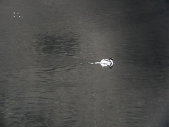 Podiceps occipitalis occipitalis