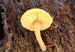 Gymnopilus allantopus