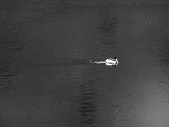 Podiceps occipitalis occipitalis