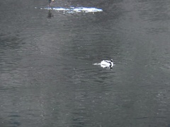 Podiceps occipitalis occipitalis