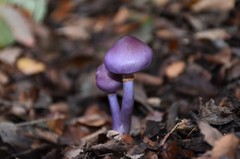 Cortinarius magellanicus
