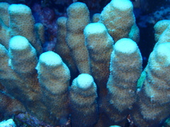 Goniastrea stelligera