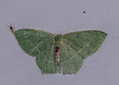 Chlorissa distinctaria