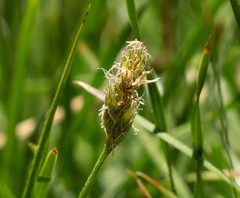 Carex alma