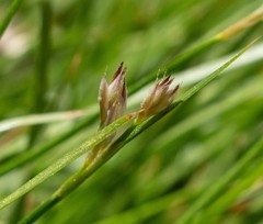Carex alma