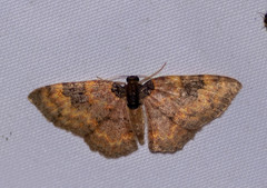 Hydrelia bicolorata