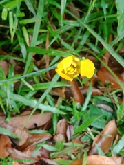 Trimezia martinicensis
