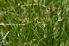 Carex alma