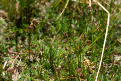 Carex abrupta