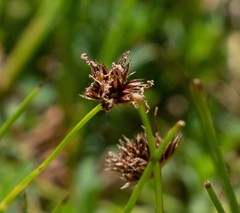 Carex abrupta
