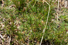 Carex abrupta