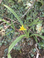 Hypoxis decumbens