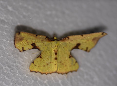 Corymica specularia
