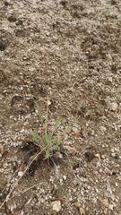 Hymenopappus filifolius lugens