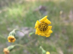 Kyhosia bolanderi
