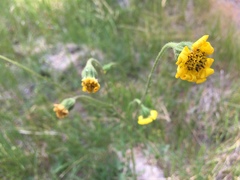 Kyhosia bolanderi