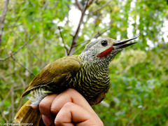 Colaptes
