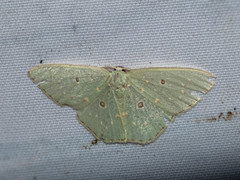 Comostola subtiliaria
