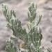 Artemisia - Photo (c) Bobby McCabe,  זכויות יוצרים חלקיות (CC BY), הועלה על ידי Bobby McCabe