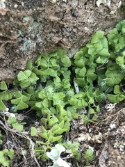Adiantum excisum