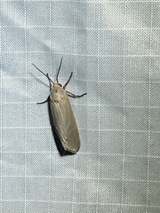 Pygarctia