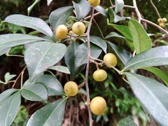 Zanthoxylum asiaticum