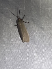 Pygarctia