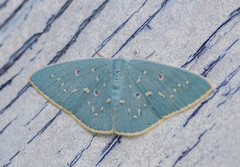 Comostola leucosticta