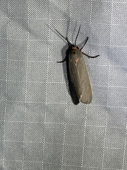 Pygarctia