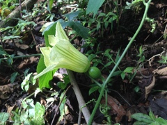 Cucurbita okeechobeensis martinezii