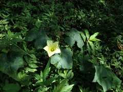 Cucurbita okeechobeensis martinezii
