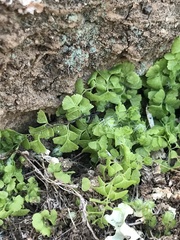 Adiantum excisum