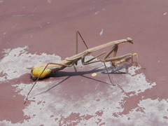 Phasmomantis