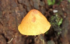 Gymnopilus allantopus